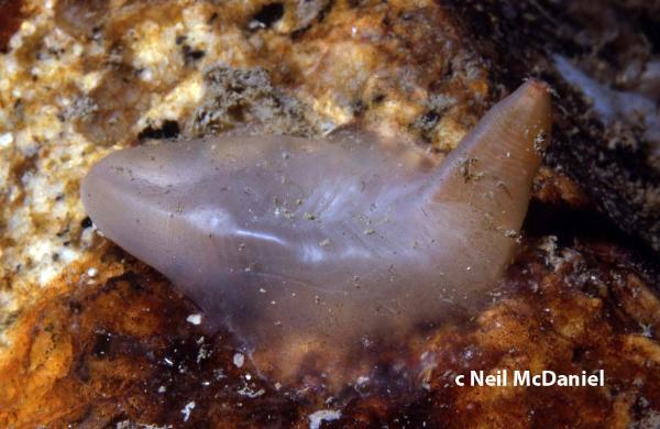 Photo of Pyura mirabilis by <a href="http://www.seastarsofthepacificnorthwest.info/">Neil McDaniel</a>